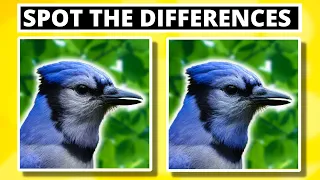 How To Tell Blue Jays Apart: The Quickest & Easiest Way