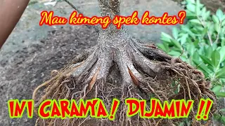 [ VIDEO 42 ] Kimeng Pecah Batang !! Program Akar Bahan KONTES !!