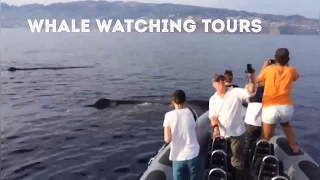 Whale Watching Tours in Madeira