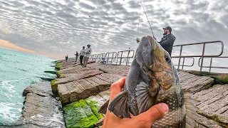 the jetties were on fire EVERYBODY was catching fish! catch and cook