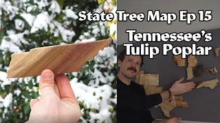 State Tree Map ep 15: Tennessee's Tulip Poplar