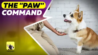 Train Your Puppy to Give Paw| Paw command| EveryDoggy