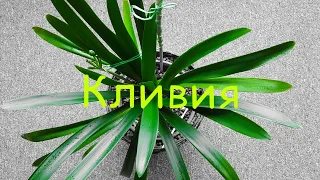 Clivia|Клівія|Кливия|Уход в домашних условиях|Цветение|Размножение|Возможные сложности в выращивании