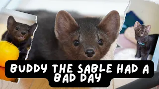 Buddy the sable is having a bad day compilation