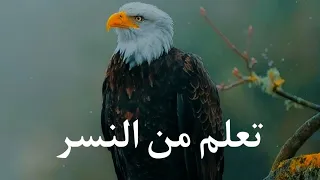 تعلم من النسر أهم درس في الحياة 🦅♥️