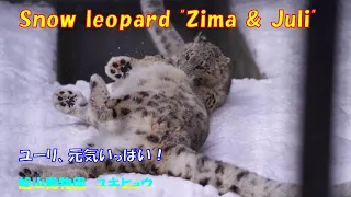 ユーリ、元気いっぱい！（旭山動物園　ユキヒョウのジーマとユーリ）~ Snow leopard "Zima & Juli" ~