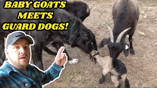 Livestock Guardian Dog Meets First Newborn Baby Goat Kids