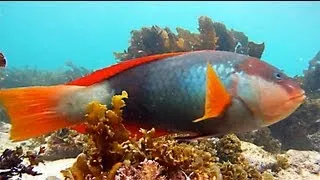 Shelly Beach, Manly: Snorkelling in the Cabbage Tree Bay Aquatic Reserve