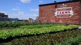 Fenway Farms - Project of the Week 7/6/15