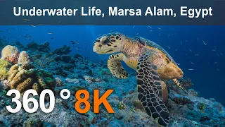 Underwater Life, Marsa Alam, Egypt. 360 video in 8K