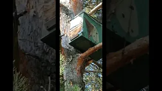 ловушки на пчел сработали