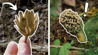 Is this the KEY to finding more MORELS?
