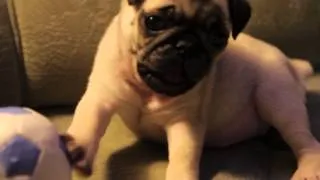 Patrick the Pug S1E2