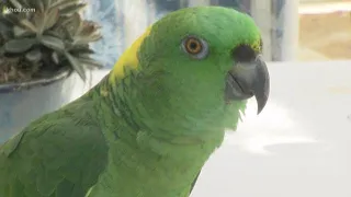 Police called after Florida parrot's 'help me' chants