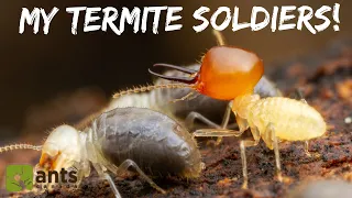 My Termite Colony Produced Massive Soldiers