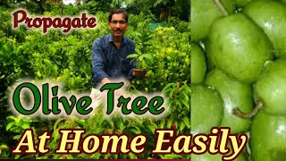 Propagate or Multiply your Olive Tree at home Easily..