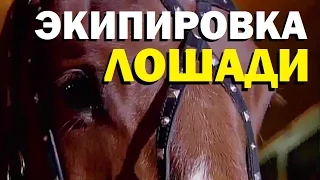 Галилео. Экипировка лошади