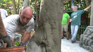 How to build concrete trees