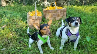 Jack Russell Terrier 1 year growth time lapse