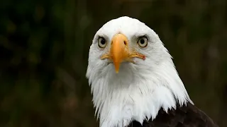 Sky´s king is watching you 🦅🦅  #eagles #nature #naturaleza  #fly #photography