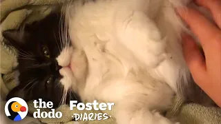 Stray Cat Gives Birth In Woman's Bathroom | The Dodo Foster Diaries