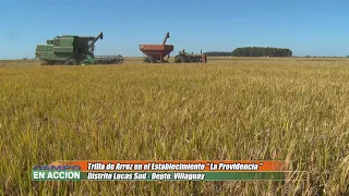 Campaña Agrícola en Entre Ríos Trilla de Arroz -  Facundo Giorgi