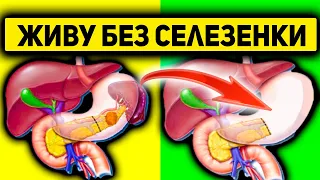 Можно ли жить без селезенки и как? Значение и функции селезенки человека