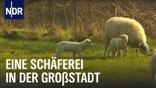 Lammzeit bei den Großstadtschäfern | Die Nordreportage | NDR Doku