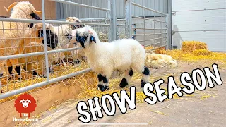 A SICK SHEEP, AN ADOPTION AND I SHEAR SOME SHOW SHEEP  |  Day 16 of Lambing 2022