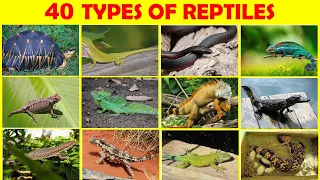 Reptile | Reptiles | 40 Types of Reptiles | REPTILES Names in English | Learn Reptiles for Kids