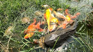 Amazing Net Fishing and Catching Suckermouth Giant Oranda Goldfish Koi Blood Parrot Ranchu Turtle