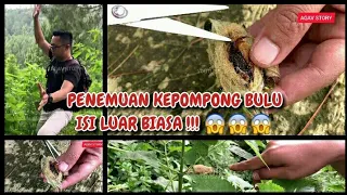 PENEMUAN KEPOMPONG BULU, ISI LUAR BIASA