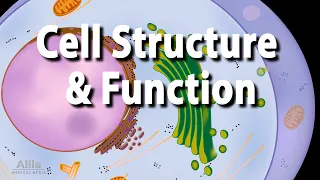 Cell Structure and Functions, Animation