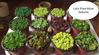 What I Plant in A Day: All About Sedums + Propagations ll Magpadami tayo ng Sedum Succulents