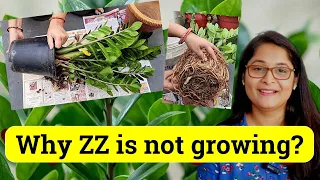 🔴7 TIPS TO GROW HEALTHY ZZ PLANT WATERING, LOW LIGHT, LEAF PROPAGATION & CARE #zzplant #gardening