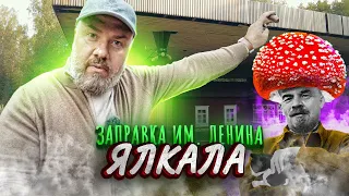 Репино - наш русский север! Ленин – ГРИБ