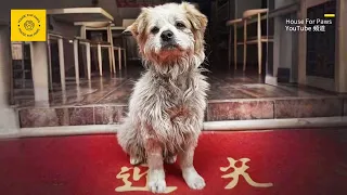 A pitiful-looking dog appeared at the restaurant entrance. After feeding it a meal, it didn't leave