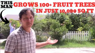 This Guy Grows Over 100 Fruit Trees on a Small Space Residential Lot