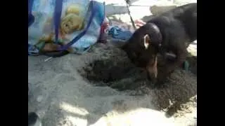 Susie digging in the sand