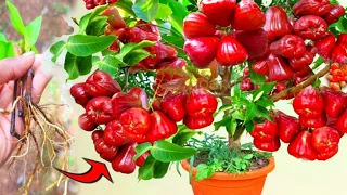 techniques for planting and multiplying rose apple trees that bear much faster fruit.-growing fruits