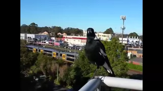 Австралийская сорока на балконе