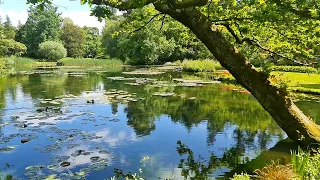 A Relaxing garden tour in Hampshire (Longstock Park Water Gardens )