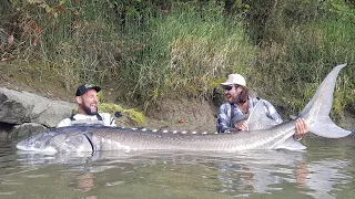 GIGANTESCO STORIONE RECORD OVER 3 METRI X 260 KG - 4K by YURI GRISENDI