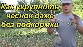 Укрупняем чеснок даже БЕЗ подкормки!