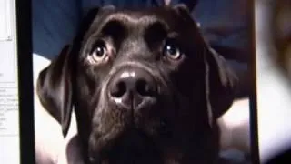 Can dogs sense emotion? - Horizon: The Secret Life of the Dog - BBC