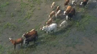 The ultimate cattle drive just went down in Texas!