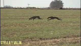 galgos de campo galgos y liebres