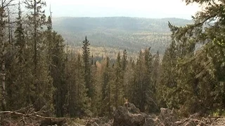 На месте падения самолёта Ли-2 под Нижним Тагилом найдены человеческие черепа