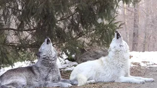 Synchronized Howling!