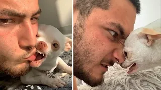 OMG! Funny & Angry Chihuahua Videos - Try Not To Laugh | Cool Pets